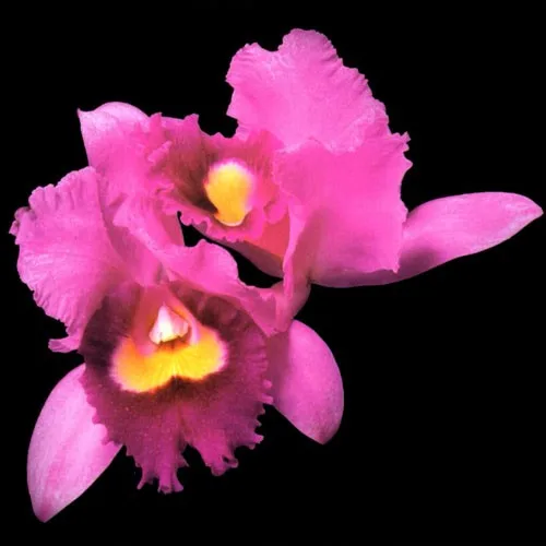 Orchid (1995)