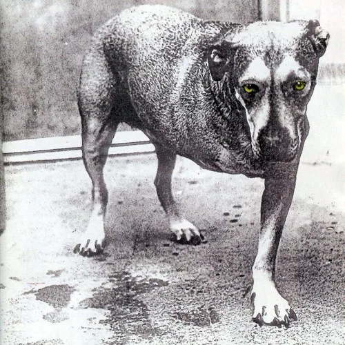 Alice in Chains (1995)