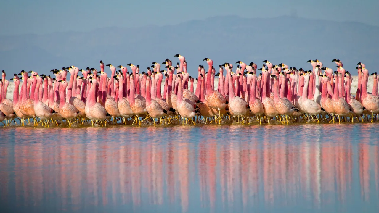 Planet Earth II (2016)