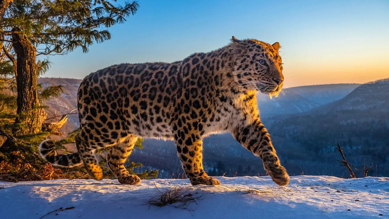 Frozen Planet II (2022)