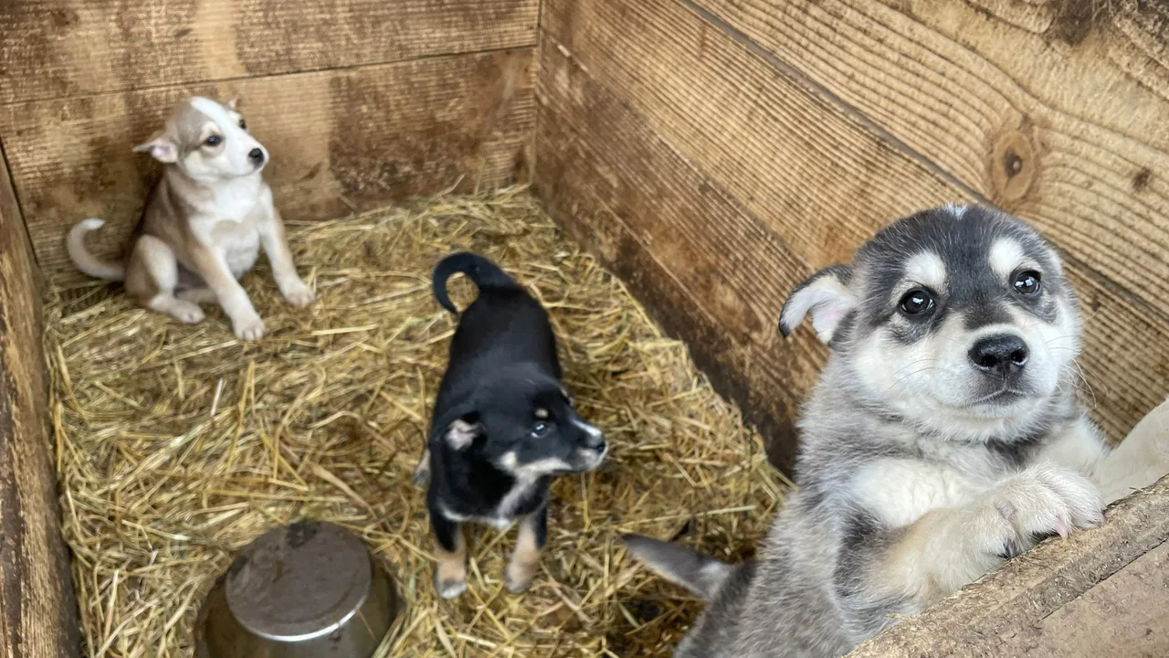 Dogs and War: What I saw in Ukraine (2025)