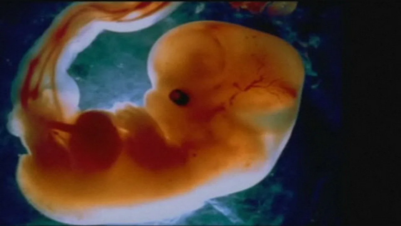 Odyssey of Life (1996)