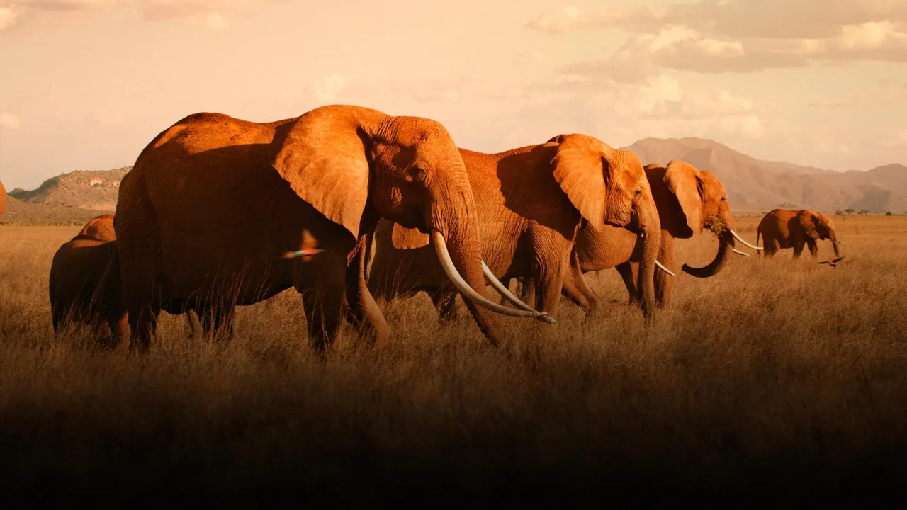 The Elephant Queen (2019)