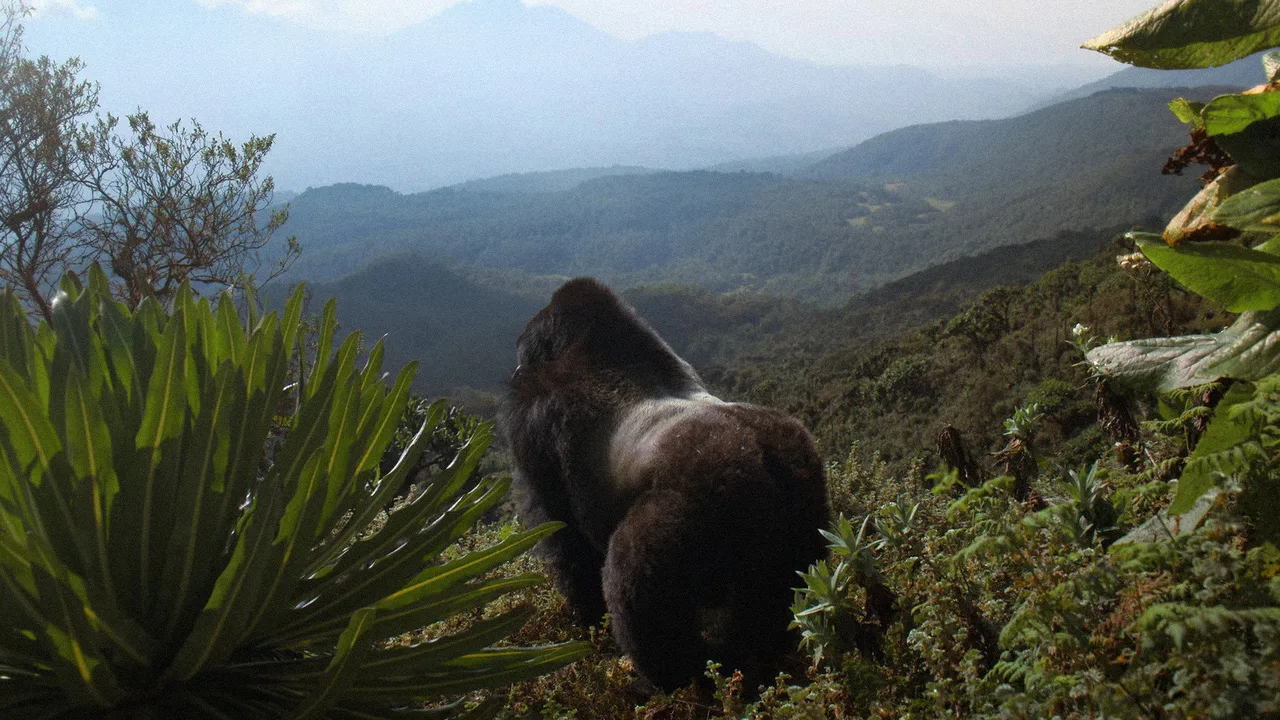 A Gorilla Story: Told by David Attenborough (2026)