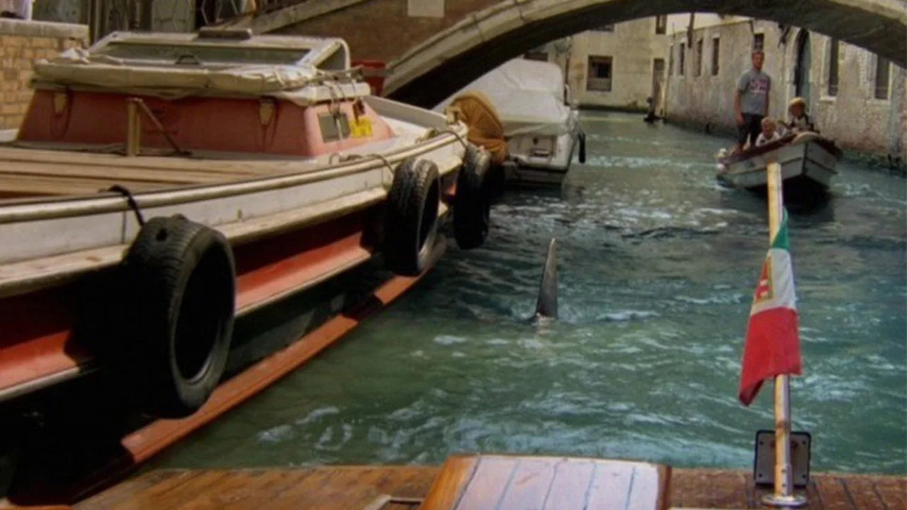 Sharks in Venice (2008)