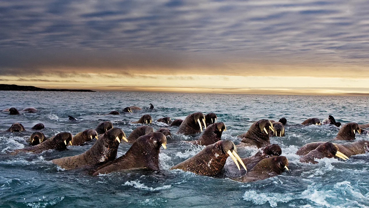 Great Migrations (2010)