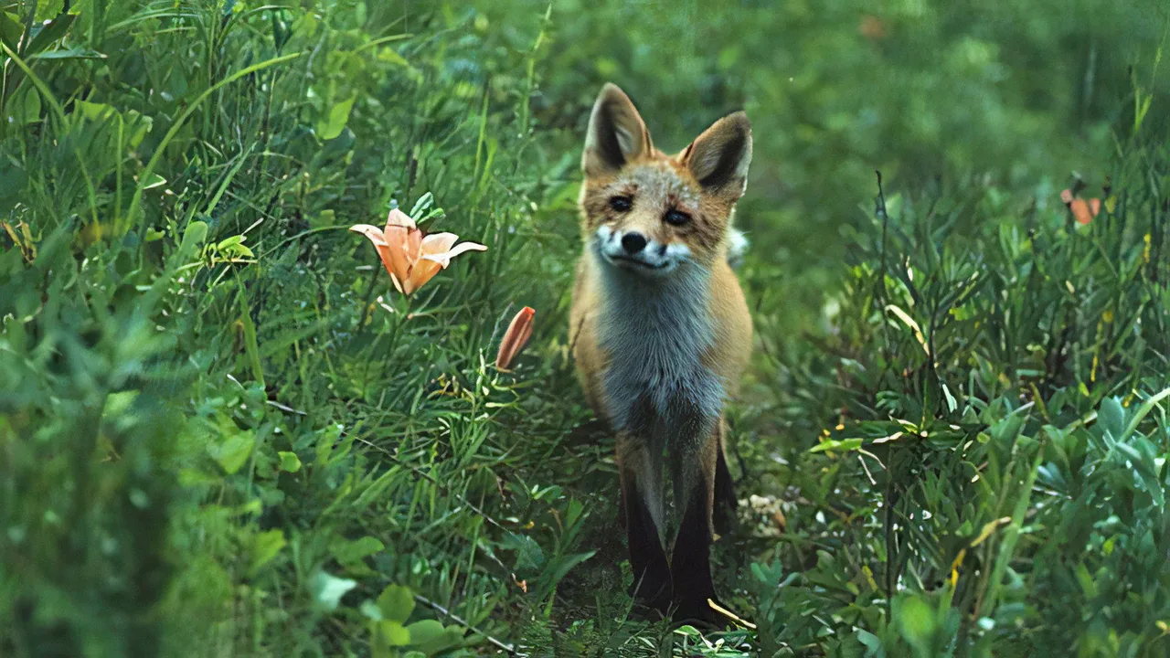 The Glacier Fox (1978)
