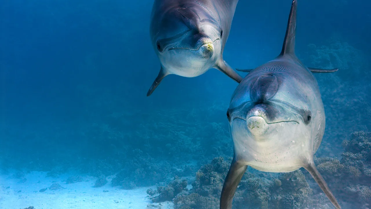 Dolphin Reef (2018)