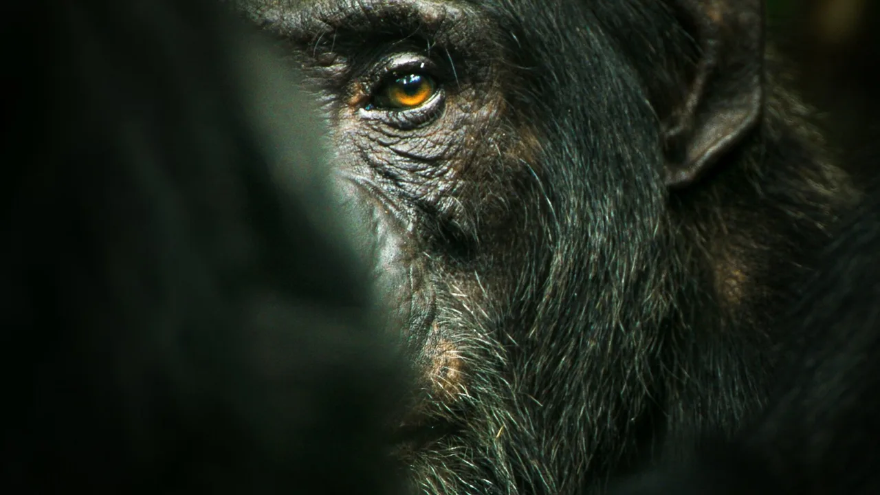 Chimp Empire (2023)